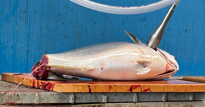 脱血器（魚類血液置換器具）